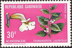 Image result for Thomandersia hensii