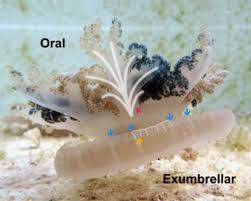 Image result for Centropodia