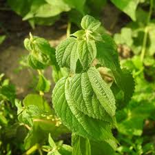 Image result for Boehmeria