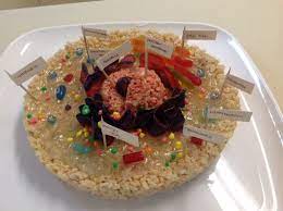 Katie's rice krispie treat animal cell science project. 10 Cell Model Ideas Cell Model Animal Cell Project Cells Project