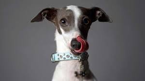 Italian Greyhound Price Temperament Life Span