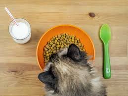 Manufactured cat foods include wet cat food and dry cat food. Changing Your Cat S Diet Won T Fix His Allergies Petmd