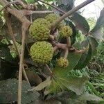 Image result for Myrianthus