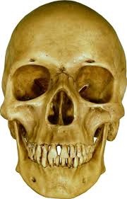 It focuses on the opening of the orbits and the nasal cavity. Amazon Com Life Size Model Human Skull Replica Aged Earth Brown Relic Life Size Reproduction By Nose Desserts Brand Industrial Scientific