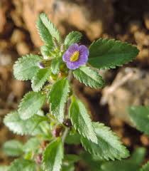 Image result for Stemodia serrata