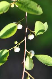 Image result for Margaritaria