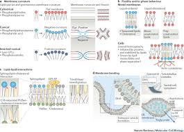 Fatty acids are the key constituents of lipid and lipid owe their hydrophobic properties to them. Understanding The Diversity Of Membrane Lipid Composition Nature Reviews Molecular Cell Biology