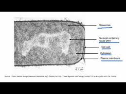 We offer a wide range of high quality human and animal cell and media systems. 2 2 3 Identify Structures In Electron Micrographs Of Ecoli Youtube
