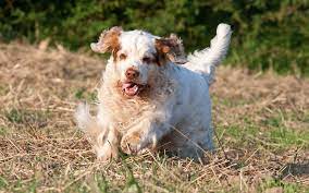 Why buy a clumber spaniel puppy for sale if you can adopt and save a life? Clumber Spaniel Puppies Breed Information Puppies For Sale