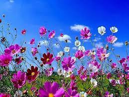 From the famous tulip farms in holland to endless seas. Beautiful Spring Flowers Spring Flowers Wallpaper Spring Flowers Beautiful Flowers