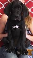 Maybe you would like to learn more about one of these? Great Dane Puppies For Sale In Texas