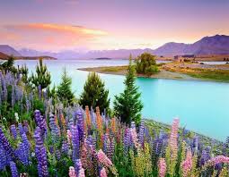 Lake Tekapo New Zealand Beautiful Nature Beautiful Lakes Lake Tekapo