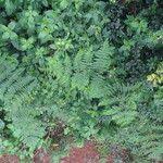 Image result for Hypolepis rugosula