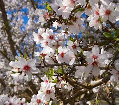 Maybe you would like to learn more about one of these? Almond Tree Fertilizer