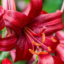 We only used tiger lily for our bouquets, boutonnieres and flowers for the arch. Red Tiger Lily Bulbs Lilium American Meadows
