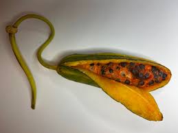 Image result for Capparis fascicularis