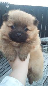 Craigslist Erie Pa Pets Contributions for missing values are appreciated. craigslist erie pa pets