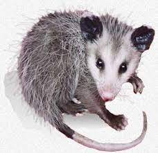 Infant opossums are carried in the mother's pouch, and often, one or all of them (up to 13!) can be left initially unharmed by the impact of the car. Caring For Orphaned Baby Opossums