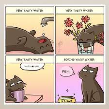Cat Comics Funny Cute Funny Cute Cats Crazy Cats Cat Comics