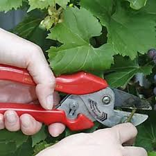 Weinreben Richtig Erziehen Und Schneiden Weinreben Pflanzen Obstbaumschnitt Weinpflanze