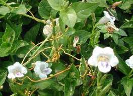 Image result for Asystasia malawiana