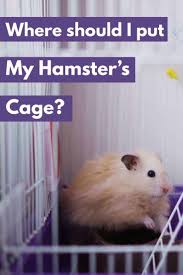 Scattering their food around the cage will promote foraging, tunnels and wheelswill keep them exercised and entertained, and different substrates like wood and sand baths will give them different textures to explore. Where Should I Put My Hamster S Cage Hamsters 101 Hamster Care Hamster Cages Large Hamster Cages