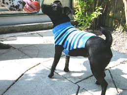 This adorable, free knit sweater pattern! 19 Dog Sweater And Coat Free Knitting Patterns Guide Patterns