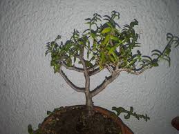 It is a perennial plant native to the eastern half of south africa, on mountain slopes in rocky terrain. Crassula The Story And Life Of My Bonsai Steemit