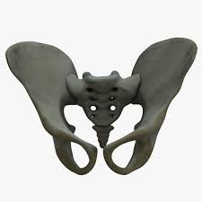 Pelvis Bone Anatomy 3d Model 3d Model Character Pelvis 3d Characters