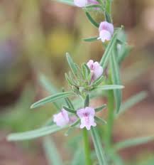 Image result for Misopates