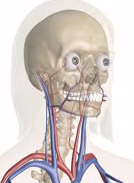 At the root of the neck the right internal jugular vein is placed at a little distance from the common carotid artery, and crosses the first part of the subclavian artery, while the left internal jugular vein usually overlaps the common carotid artery. Cardiovascular System Of The Head And Neck