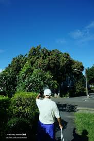 20140911 中興新村的第四天 指路報樹 拍著拍著 遇到一個出來散步的老伯伯 很熱情的帶著我去看中興新村特有的樹 種了許多年的山茶 還有一顆暱稱叫做米老鼠的花 老伯伯非常可愛 自爆他是退休的公務員 住在這裡很久了 說紅色屋頂的是政府蓋的宿舍 其餘的通通