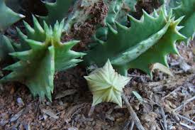 Image result for Huernia levyi