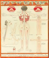 The density of blood is only slightl. Extremely Detailed Sketch From An Eighteenth Century Tibetan Anatomy Textbook For Students In Medical Schools Featuring A Picture Of The Proportions Of The Human Body The Locations Of Major Bones And The Kidneys