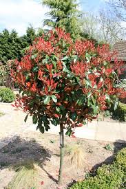 This disease commonly occurs on the southern landscape plant, red tip photinia. Photinia X Fraseri Red Robin Photinia Tree Shrub Evergreen Shrubs Shrubs Hardscape Backyard