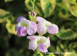 Image result for Asystasia sp. (Biegel 5184)