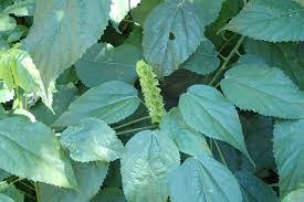 Image result for Acalypha ornata