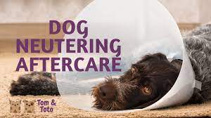 Recommended timeline for dog walking after neutering. Dog Neutering Aftercare Tom And Toto Pet Care Ltd