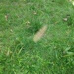 Image result for Cenchrus polystachios