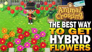 The probability of a flower breeding can be increased for each unique visitor who waters it, up to 5 per day. The Best Way To Grow Hybrid Flowers In Animal Crossing New Horizons Tips Tricks Youtube