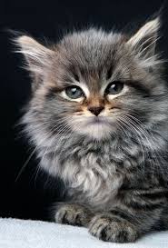 Pin On Maine Coon Cats