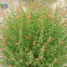 Image result for Anisacanthus