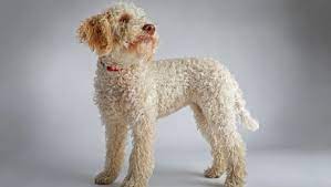 This type of dog is an active working dog, but unlike most other working dogs, the. Lagotto Romagnolo Dog Breed Information Pictures Dogtime