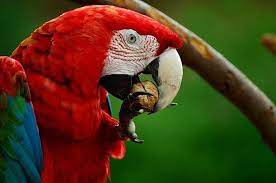 do you know these animal eating habits parrot most beautiful birds macaw