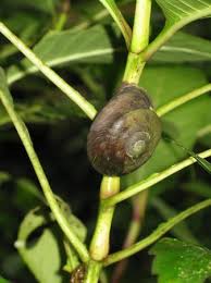 We did not find results for: Large Tree Snail Caracolus Caracolla Picture Of Acampa Nature Adventure Tours Puerto Rico Tripadvisor