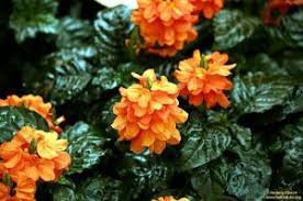 Image result for Crossandra greenstockii