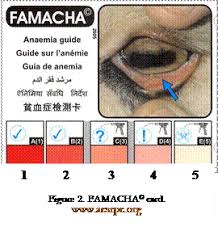 famacha eye chart katahdin sheep goat farming goats