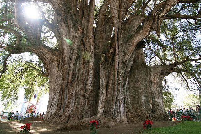 Mga resulta ng larawan para sa ArbordeTule or The Tree of Tule in Oaxaca,Mexico"