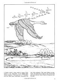 Freshwater Pond Coloring Book Dover Nature Coloring Book Annika Bernhard Coloring Books 9780486410357 Amazon Com Coloring Books Colorful Landscape Color