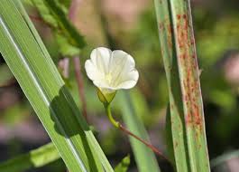 Image result for Xenostegia tridentata